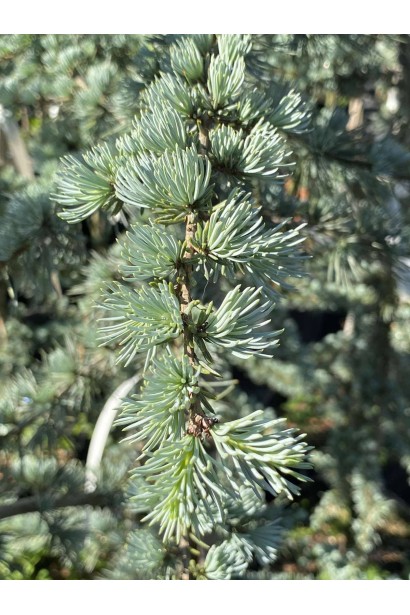 Кедр ліванський Глаука - 20л/вис.160-180см/Ø50-60см